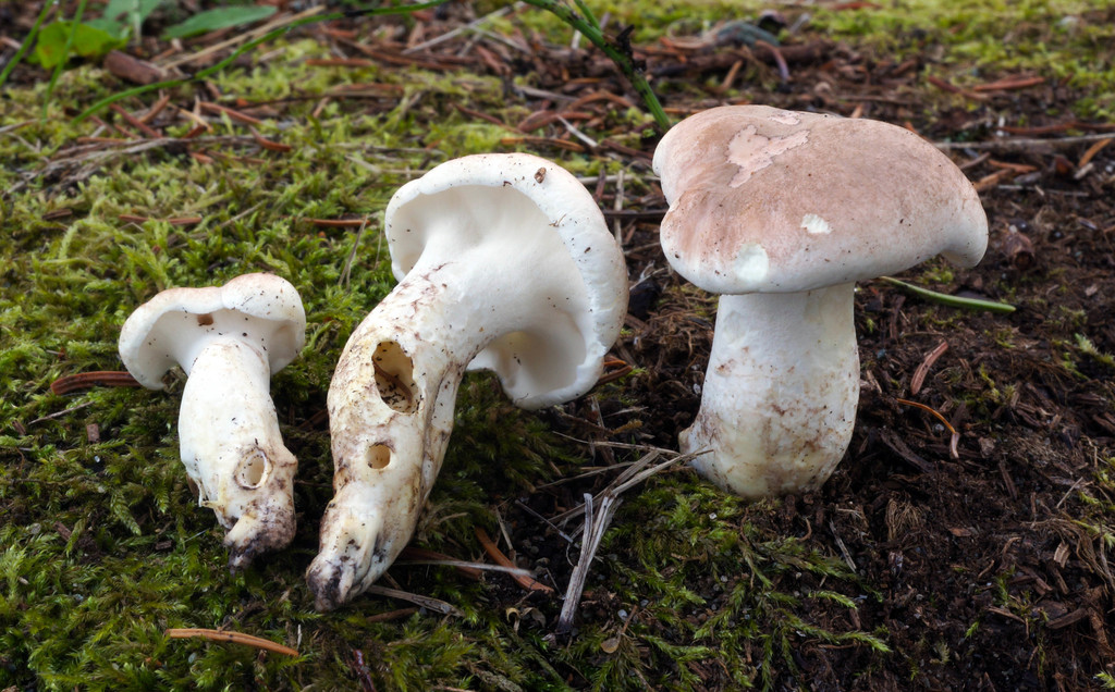 Albatrellus ovinus - Sheep Polypore