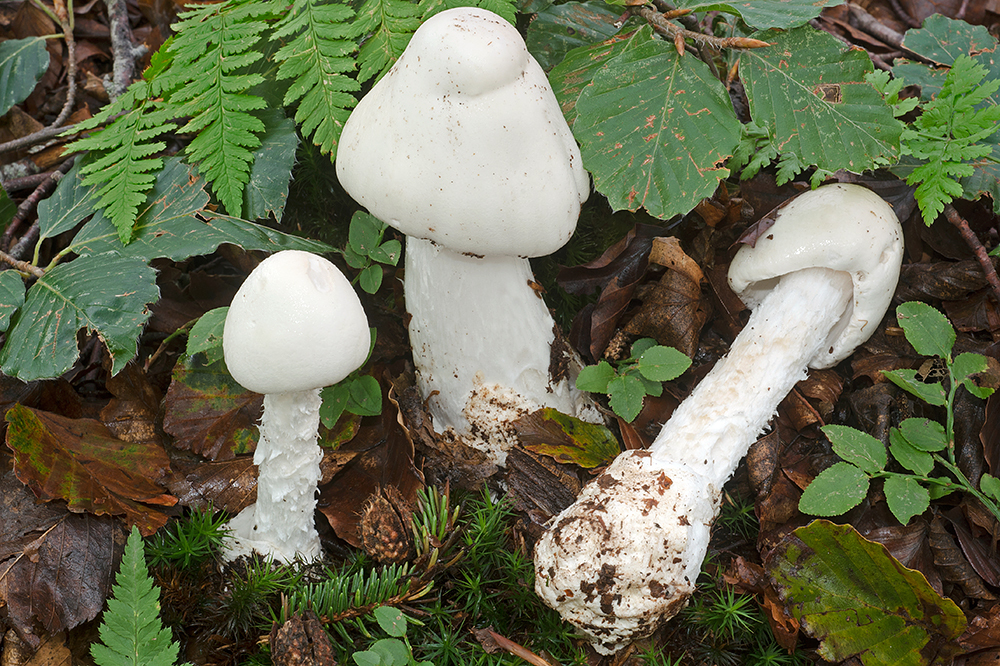 Amanita virosa - Destroying Angel