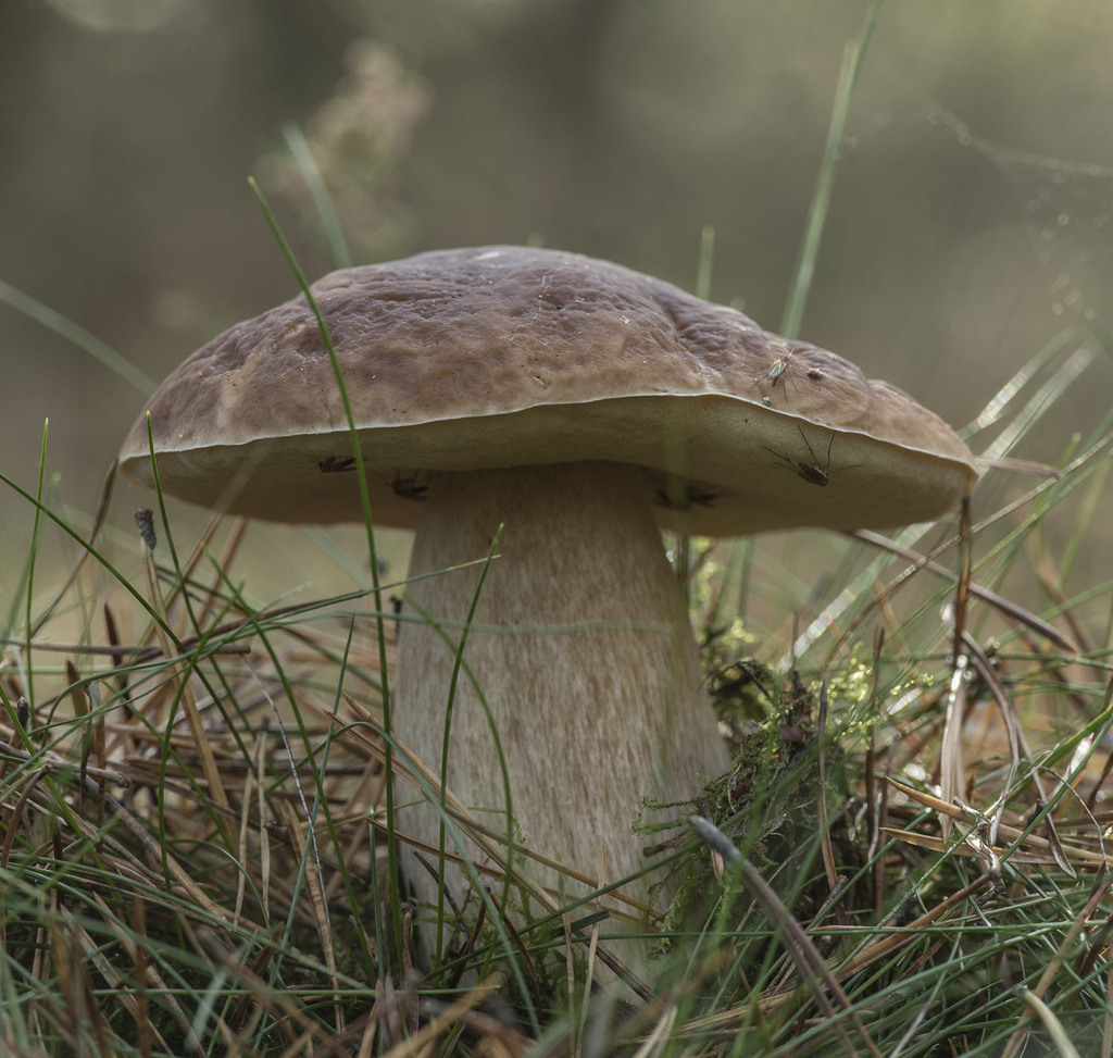 Boletus edulis - King Bolete