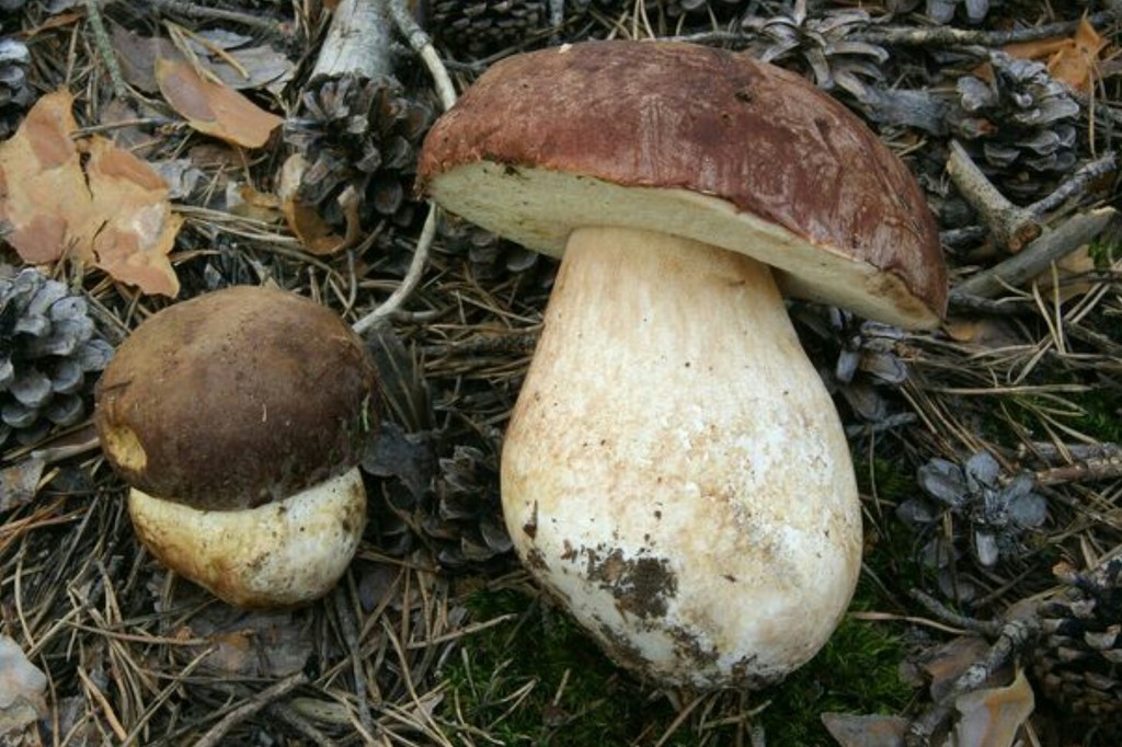 Boletus pinophilus - Pine Bolete