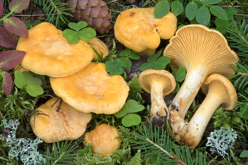 Cantharellus cibarius - Golden Chanterelle