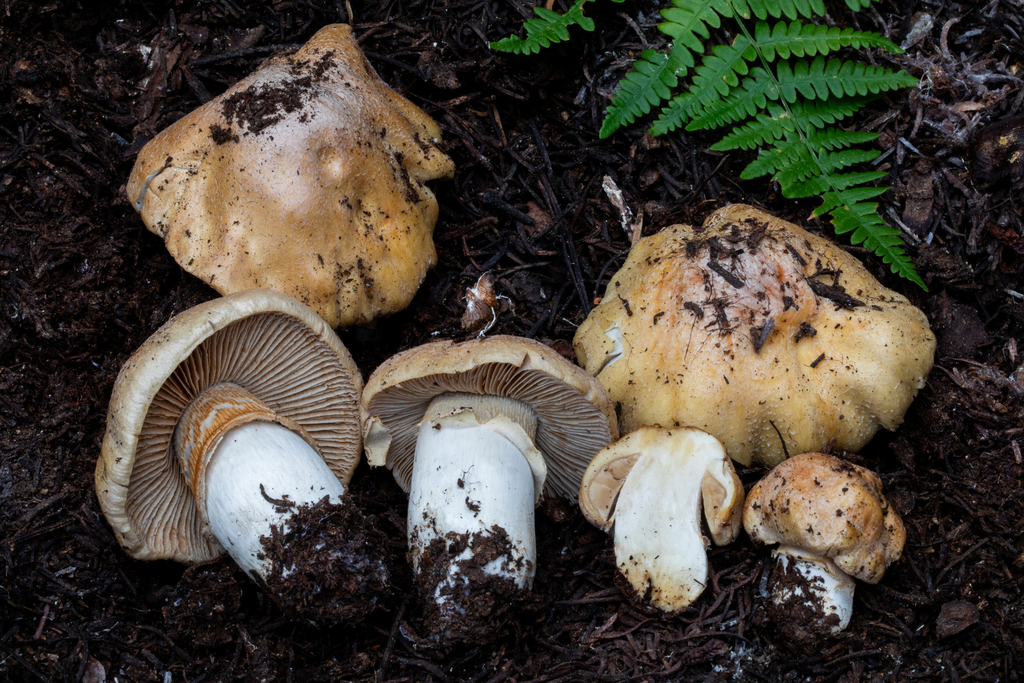 Cortinarius caperatus - Gypsy Mushroom