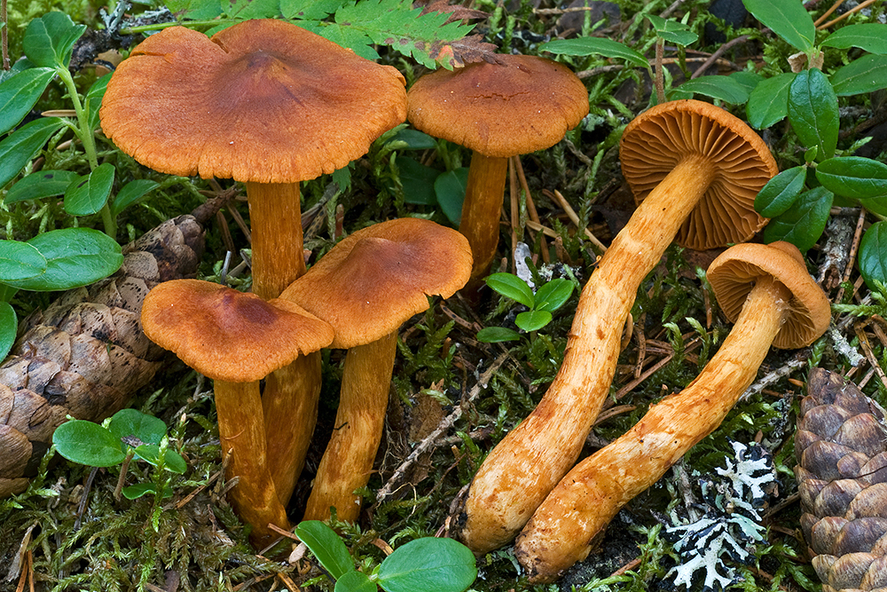 Cortinarius rubellus - Deadly Webcap