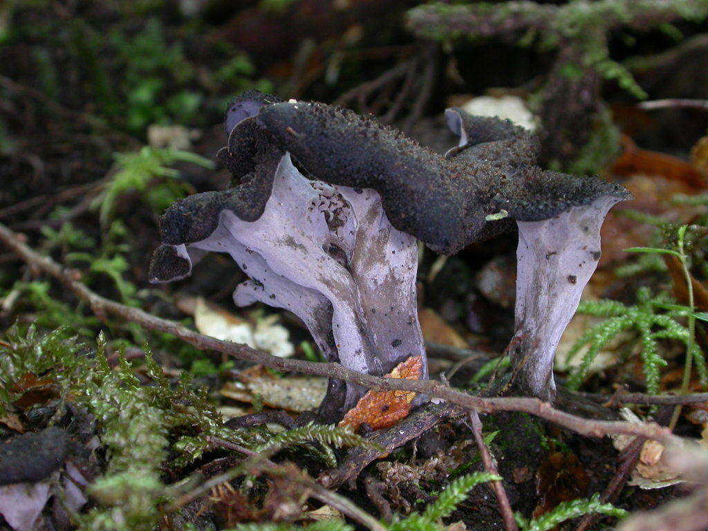 Craterellus cornucopioides - Black Trumpet