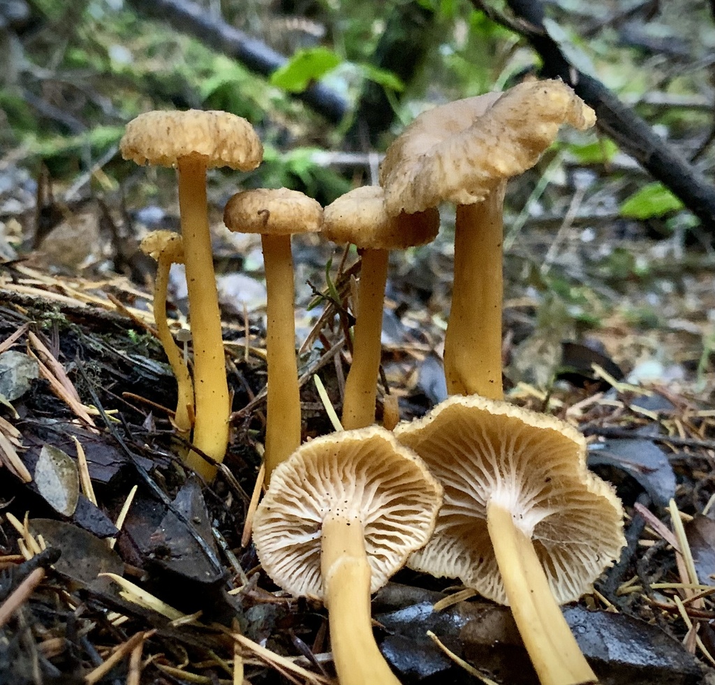 Craterellus tubaeformis - Funnel Chanterelle