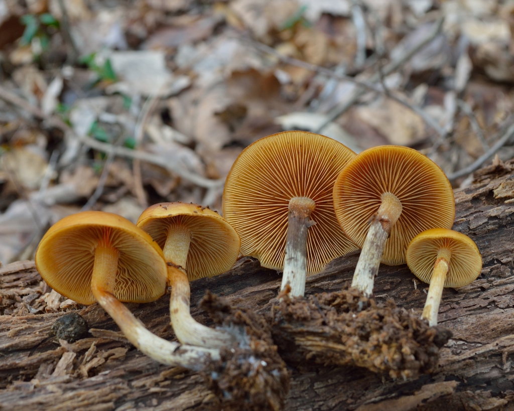 Galerina marginata - Funeral Bell