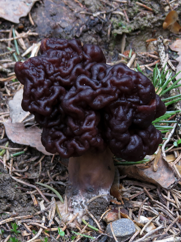 Gyromitra esculenta - False Morel