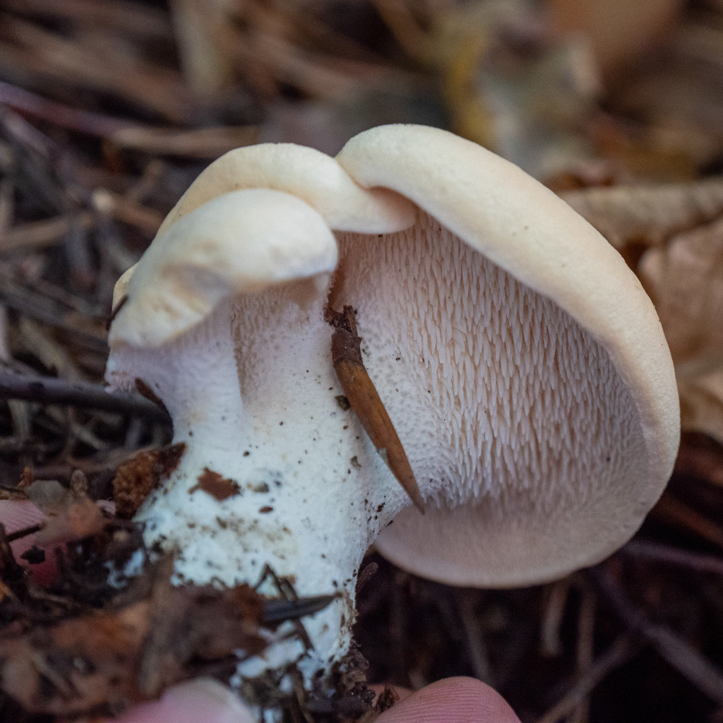Hydnum repandum - Wood Hedgehog
