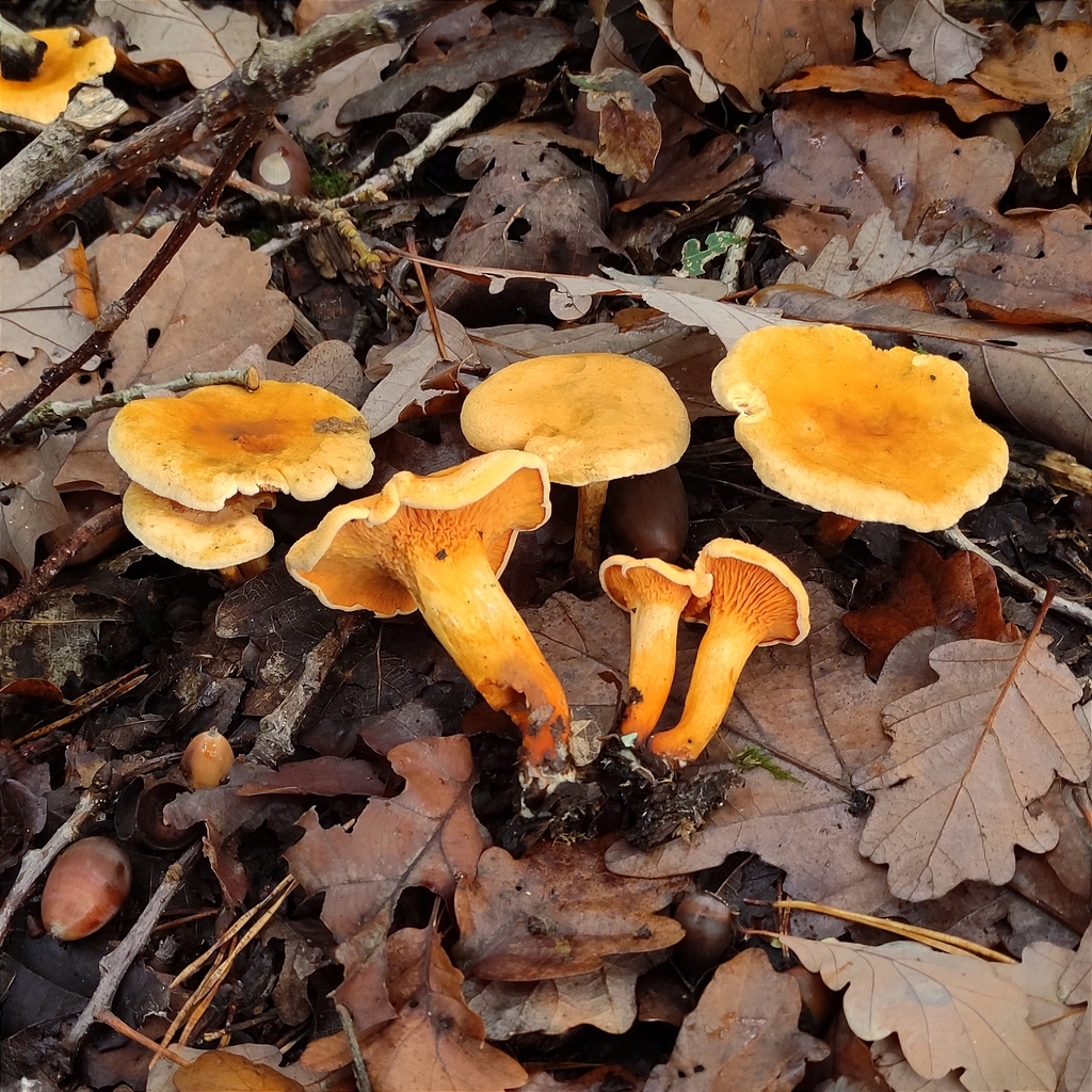 Hygrophoropsis aurantiaca - False Chanterelle
