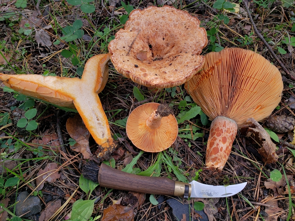 Lactarius deliciosus - Saffron Milkcap