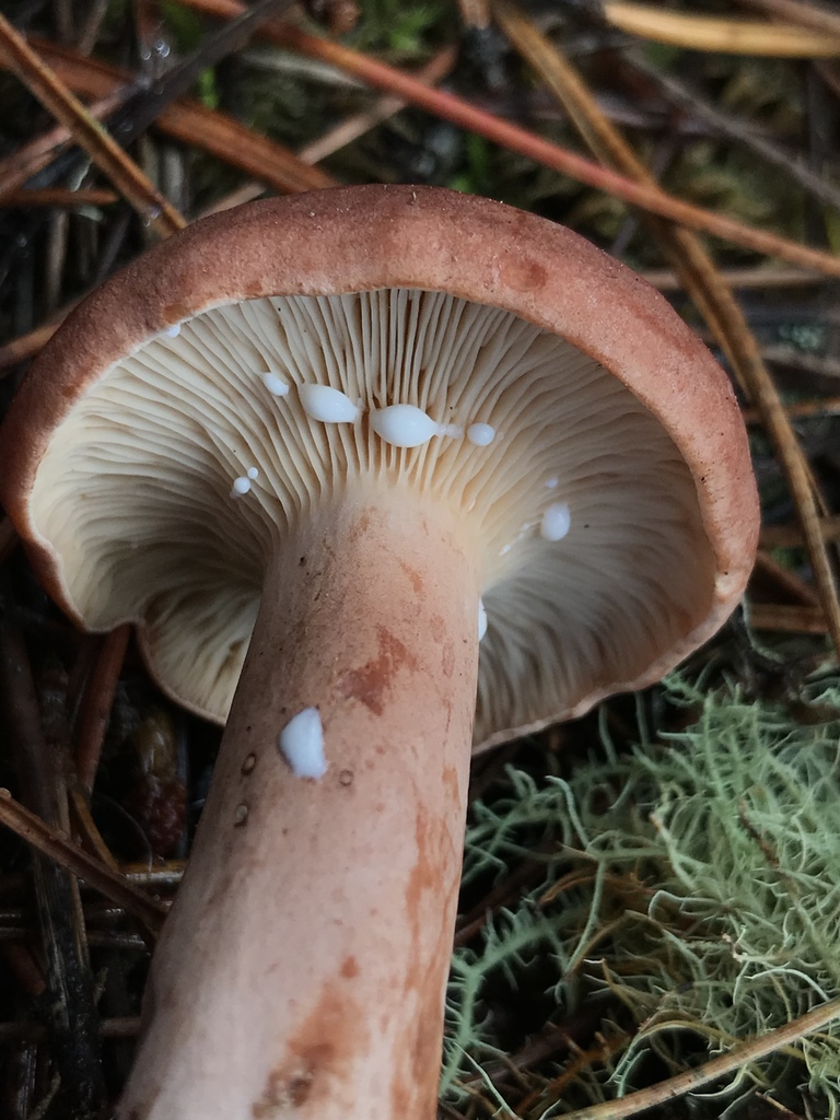 Lactarius rufus - Rufous Milkcap
