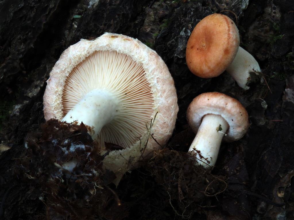 Lactarius torminosus - Woolly Milkcap