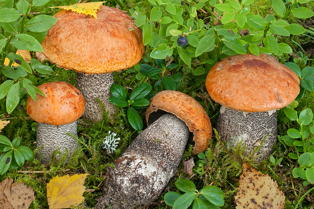 Leccinum versipelle - Orange Birch Bolete
