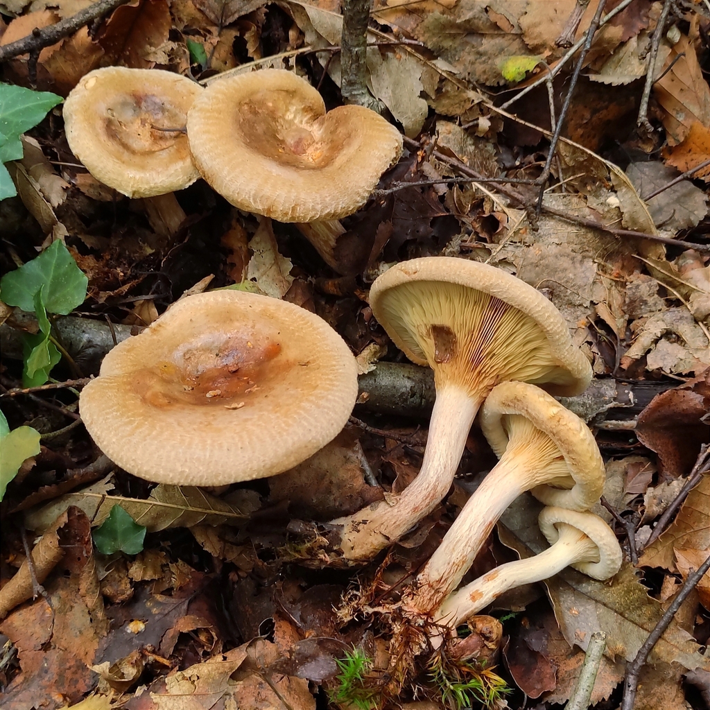 Paxillus involutus - Brown Rollrim