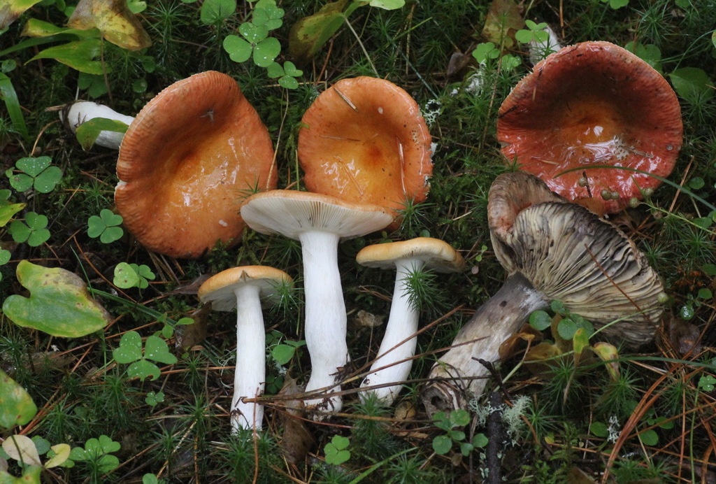 Russula decolorans - Copper Brittlegill