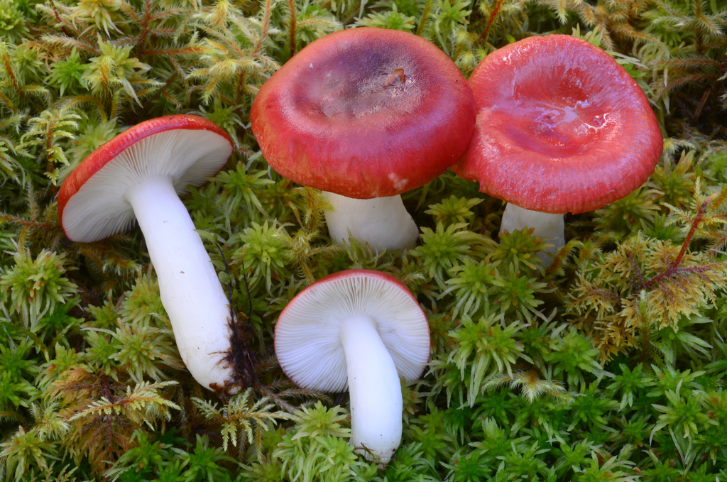 Russula emetica - The Sickener