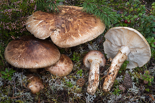 Pine Matsutake