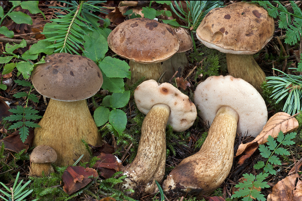 Tylopilus felleus - Bitter Bolete